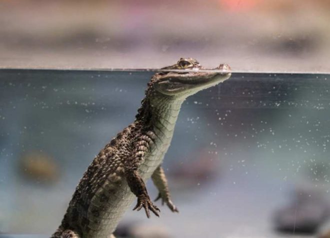 Ученые открыли удивительный факт о древнейших крокодилах