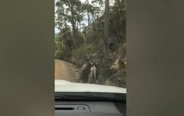 Драка двух кенгуру попала на видео