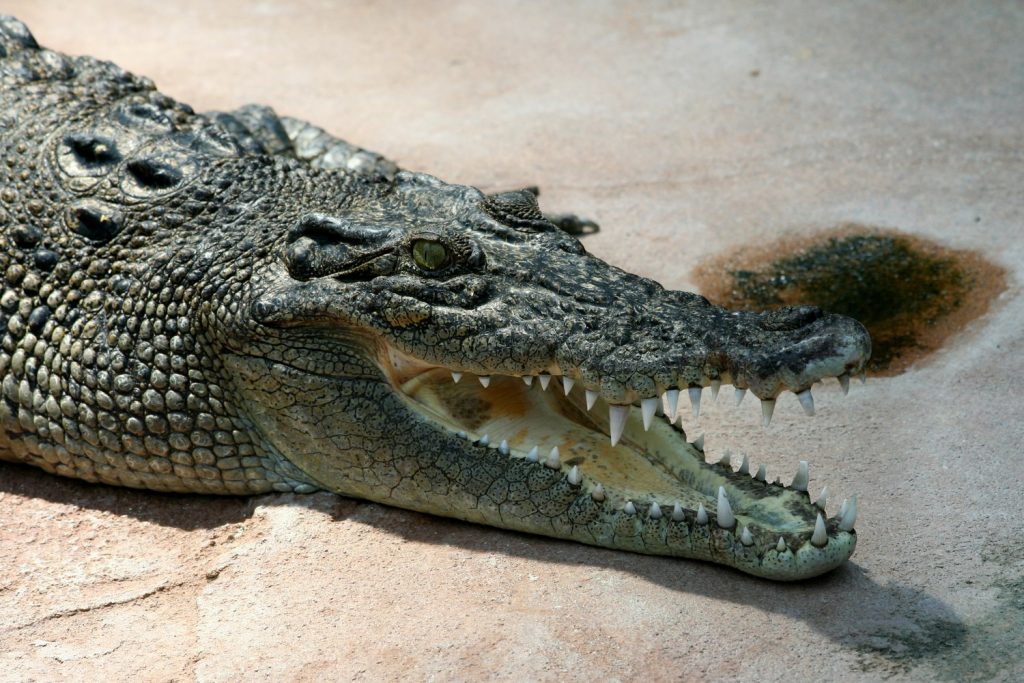 В Индонезии крокодил проглотил целиком 8-летнего мальчика