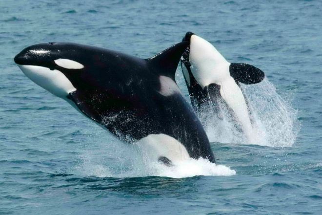 Десятки дельфинов и китов выбросились на берег в Ирландии