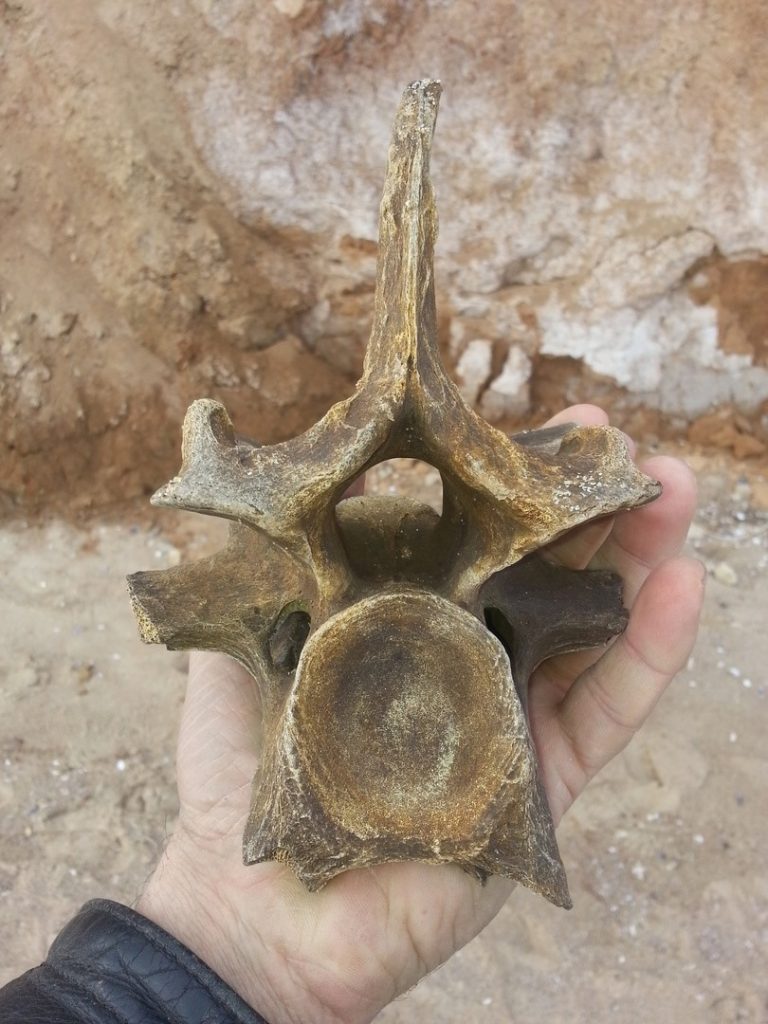 Под Одессой нашли кости древнего носорога