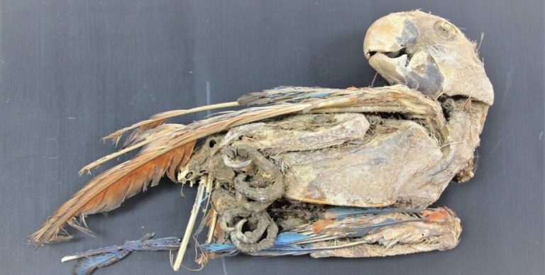 Древние цивилизации хоронили умерших вместе с попугаями