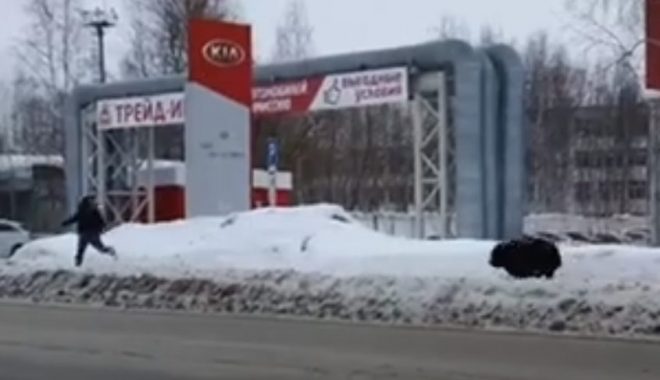 В РФ медведь бегал по городу и бросался на прохожих