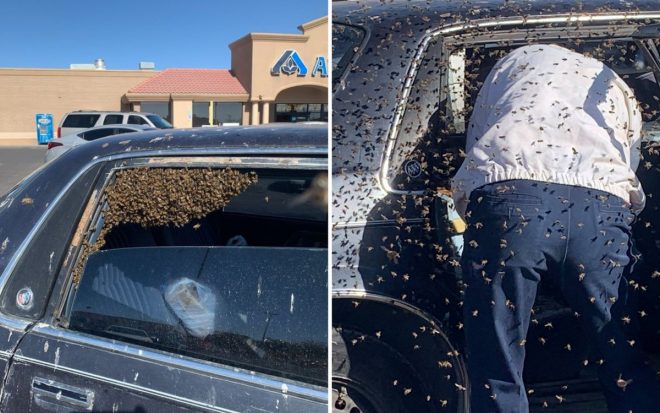 Американец обнаружил рой пчел в своем авто