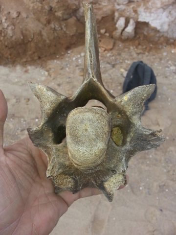 На берегу Черного моря нашли останки древнего животного