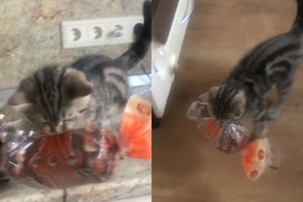 Наглый котенок украл буханку хлеба на глазах у хозяина