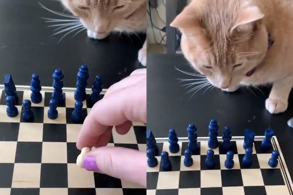 Рыжий кот дал мастер-класс по игре в шахматы