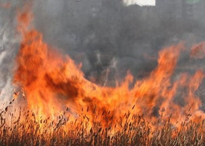 В Украине запретили выжигать траву
