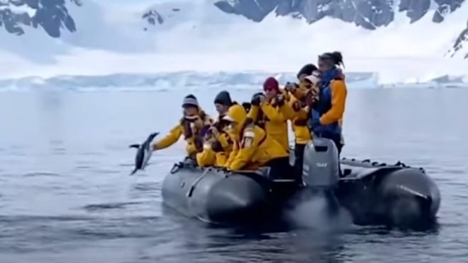 В Антарктиде пингвин запрыгнул в лодку к туристам