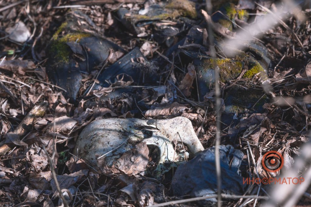 В Днепре на кладбище домашних животных нашли человеческие останки