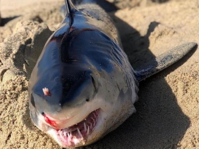 В Мексике скат-хвостокол метким ударом хвоста убил акулу-мако