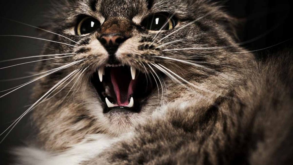 Агрессия котов к детям: эксперт рассказал, как избежать опасности