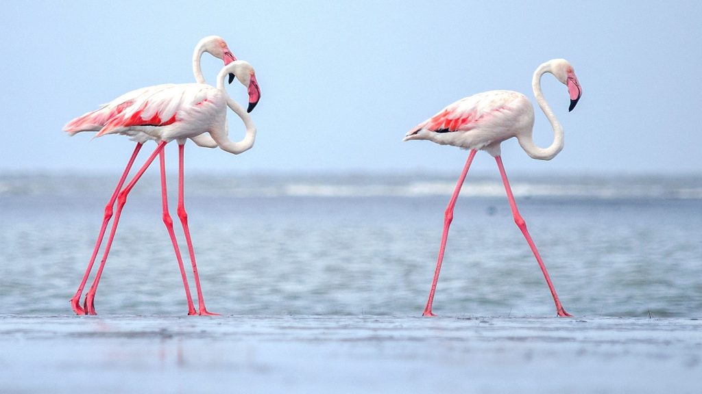 В Индии фламинго превратили озеро в «розовое море»