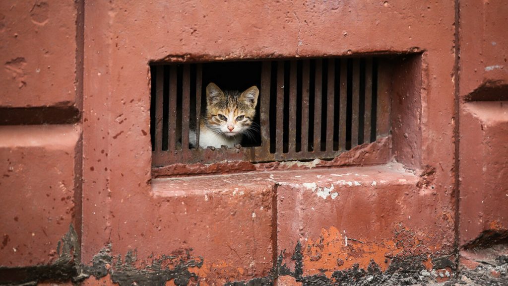 В подвале жилого дома в Никополе замуровали беременную кошку