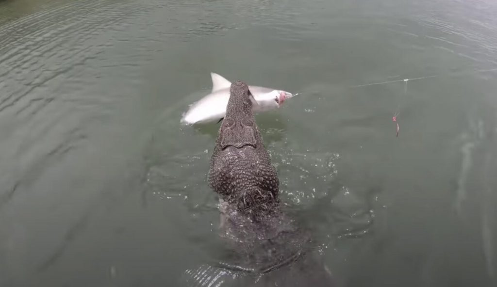 Наглый крокодил украл акулу у рыбаков