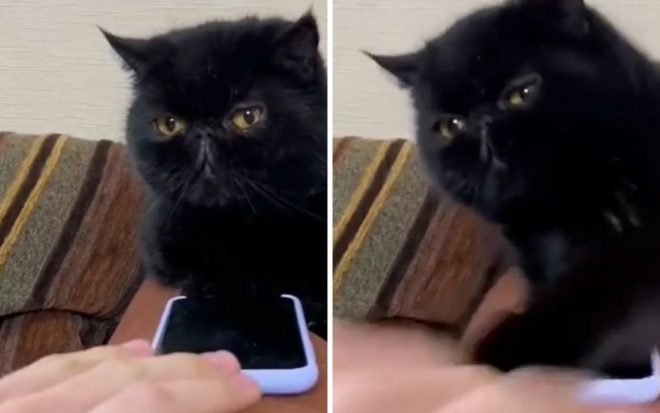 Пушистая кошка защитила телефон хозяйки от любопытного мужа