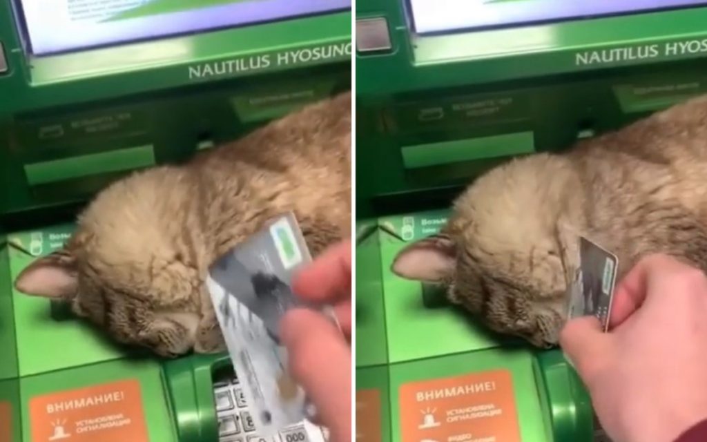 Кот заснул на банкомате и рассмешил соцсети