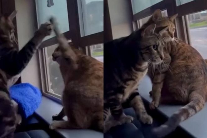 Несостоявшая битва двух котов попала на видео