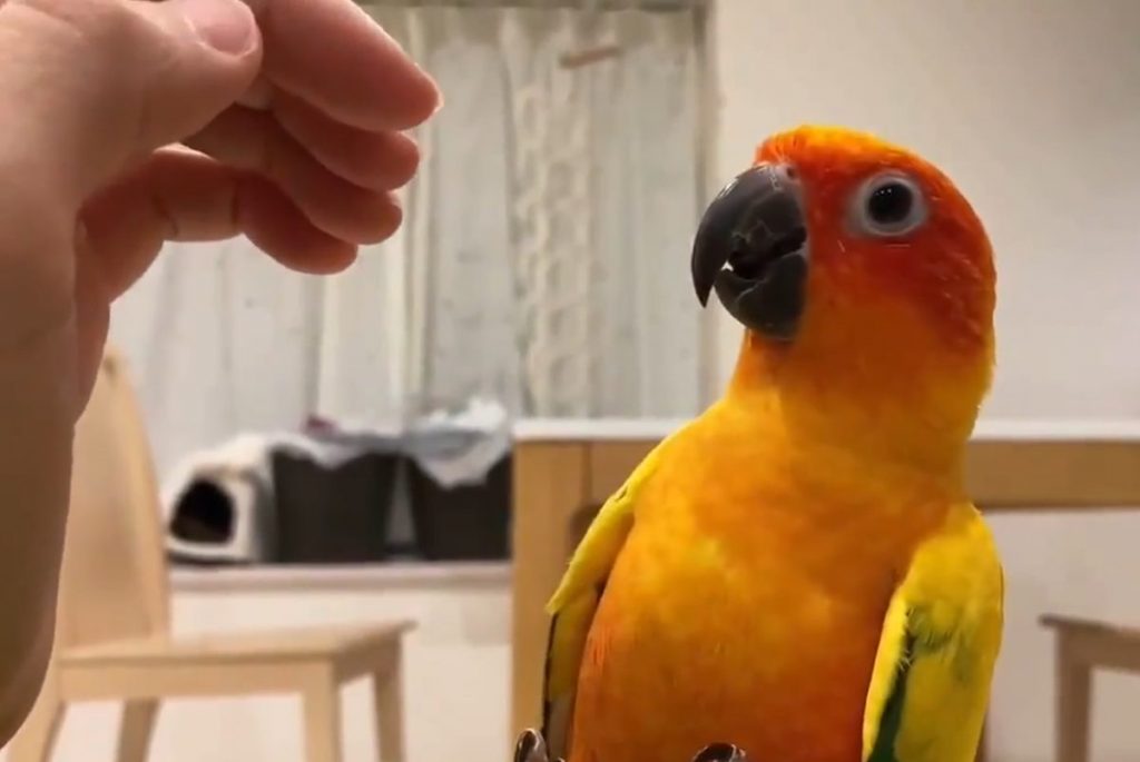 Милый попугай очаровал своей любвеобильностью