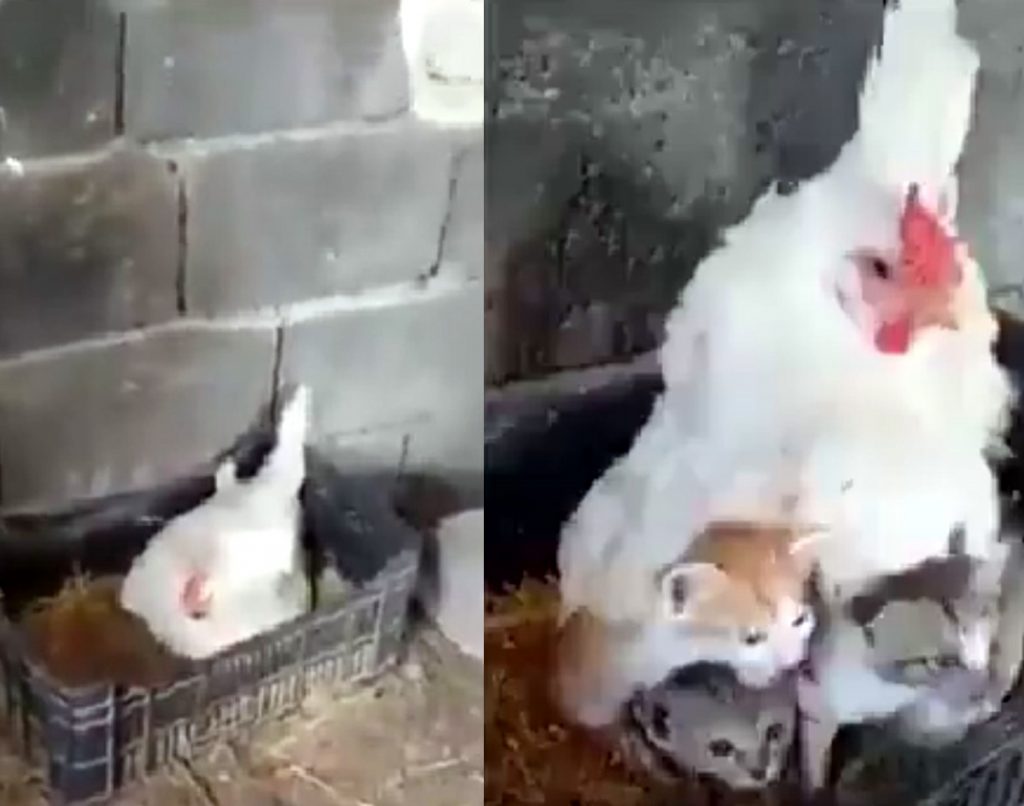 Заботливая курица решила стать мамой для трех котят