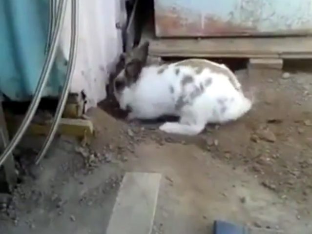 Заботливый кролик спас кота из трудного положения