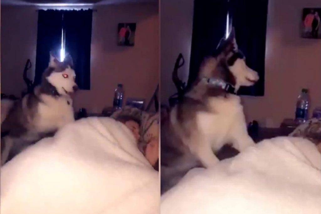 Попытки пса разбудить хозяйку попали на видео