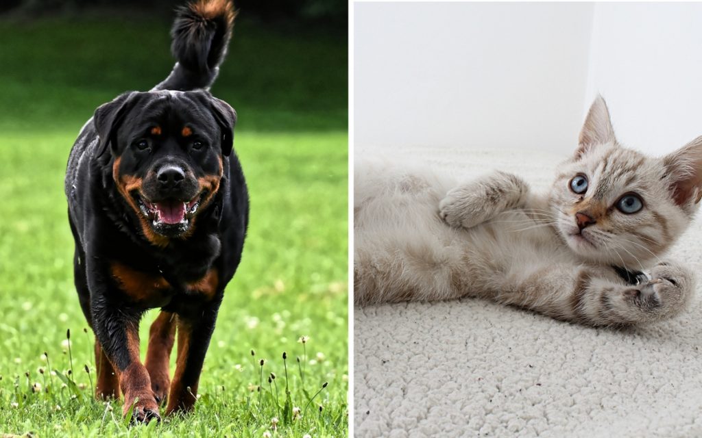 Блогер наглядно показал сущность котов и собак