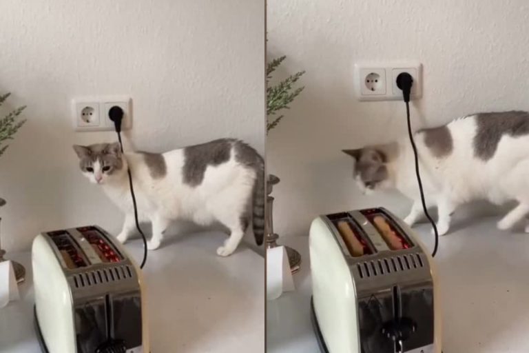 Эмоциональная реакция кота на тостер рассмешила соцсети