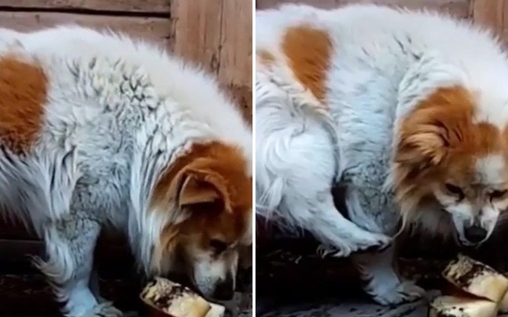Загадочный пес попал на видео и озадачил своим поведением