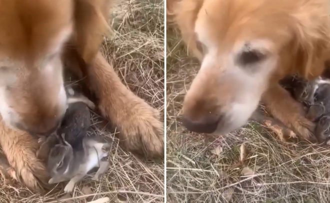 Заботливый пес спас новорожденных кроликов от хищников