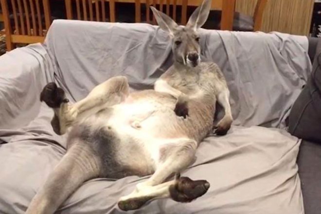 Милый кенгуру облюбовал диван хозяев и попал на видео