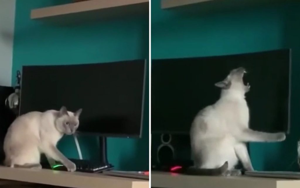 Кот-хулиган устроил хаос на столе хозяина