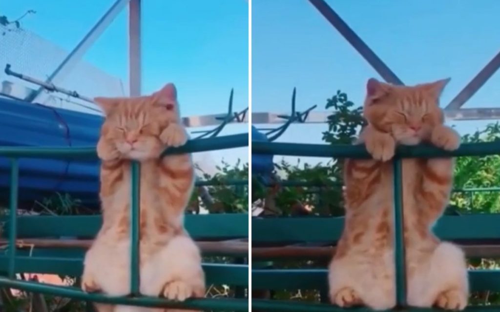 Кот уснул на заборе в необычной позе