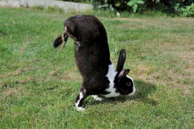 Ученые узнали секрет кроликов, гуляющих на передних лапах