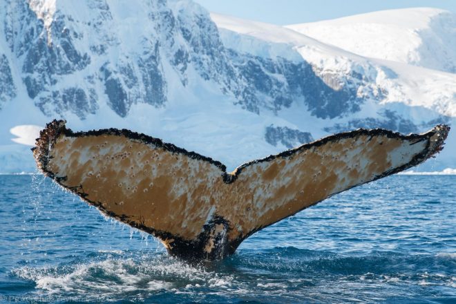 Украинские полярники растревожили огромного кита