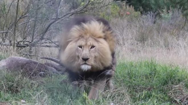 В парке ЮАР львы съели смотрителя