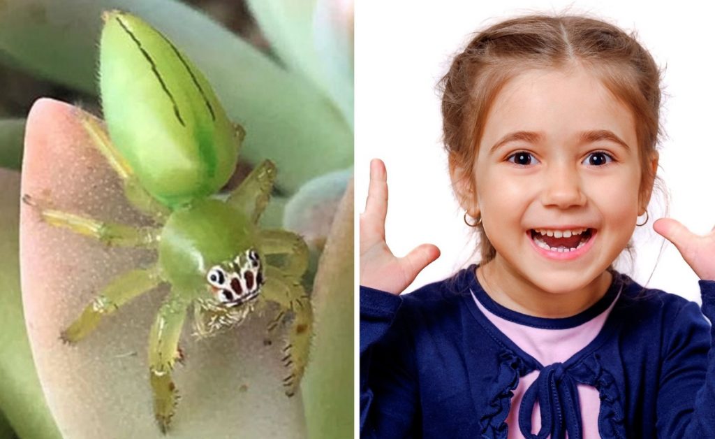 Австралийка нашла в саду очаровательного паука