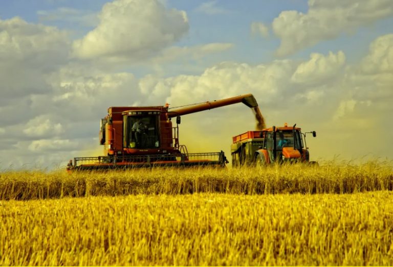 В текущем году Украина может собрать 45 млн тонн урожая зерновых и зернобобовых 