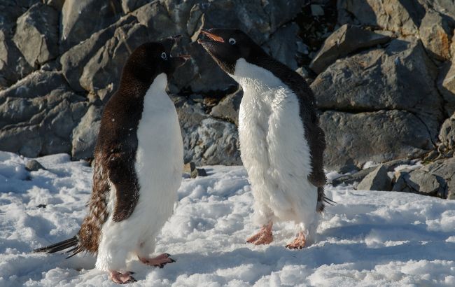 Украинские полярники опубликовали фото «разборок» пингвинов