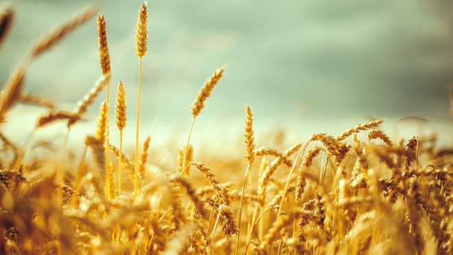 Мировые цены на пшеницу на максимуме &#8211; Bloomberg