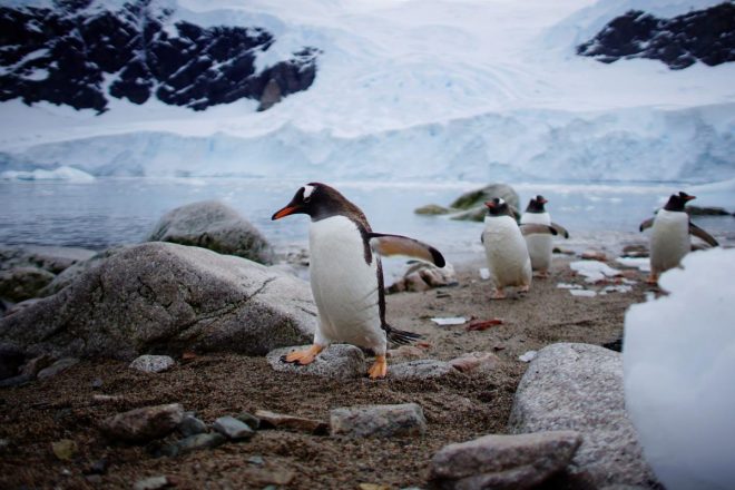 Норвежских пингвинов вакцинируют после карантина