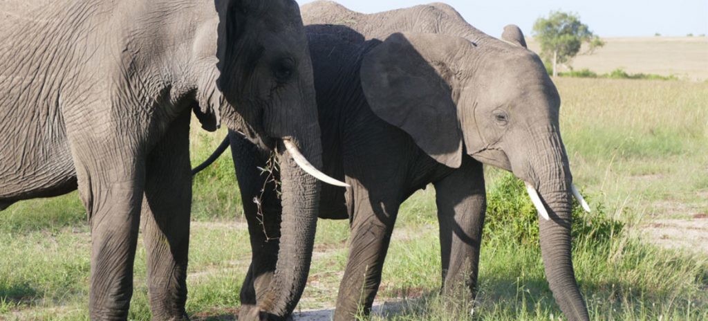Африканские слоны находятся на грани исчезновения