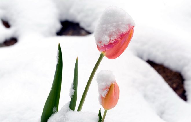 Погода на 11 марта: в нескольких областях Украины – снег