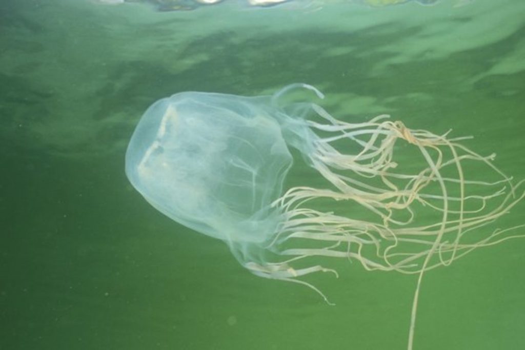 Австралийский подросток умер от укуса медузы