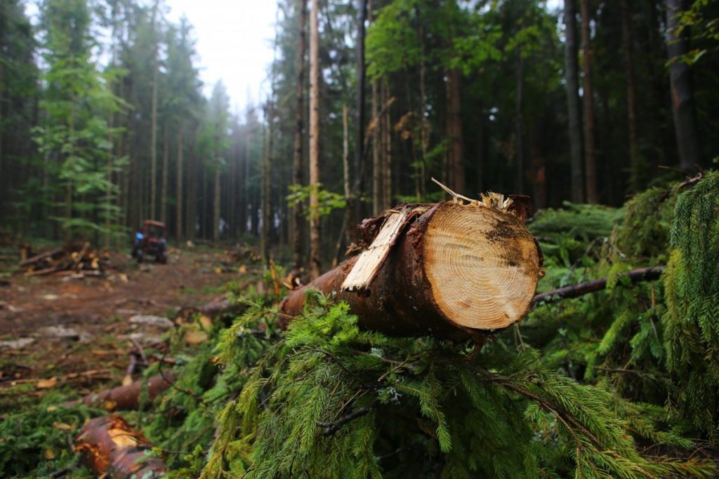 Местный житель показал масштабы вырубки леса на Волыни