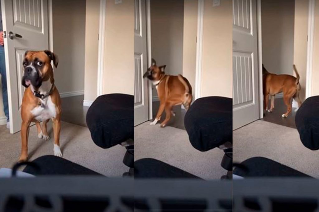 Забавный ролик: пес забавно пытался найти хозяина