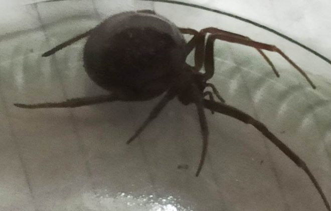 Жительница Харькова обнаружила в шкафу огромных пауков