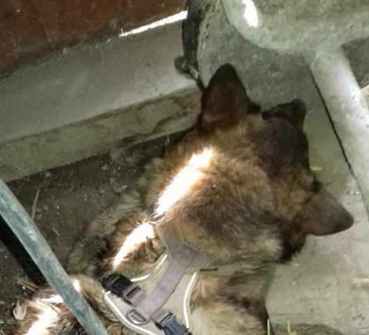 В Винницкой области неизвестные убили трех собак молотком