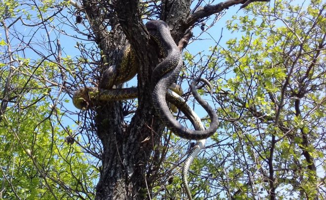 Жители Запорожья увидели огромных змей на деревьях 