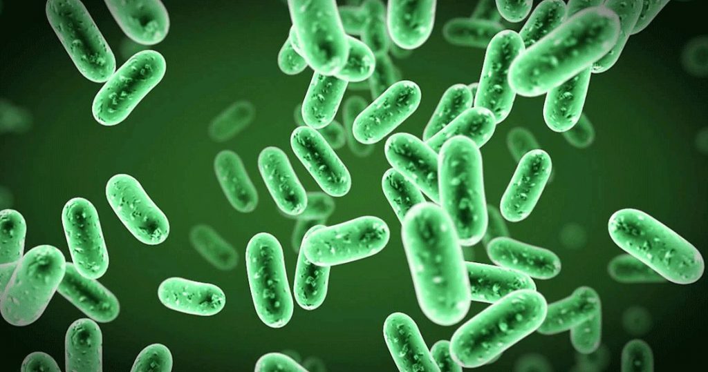 Немецкие биологи описали предка всех бактерий